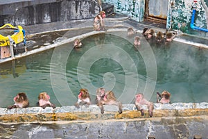 Japanese Snow monkey Macaque in hot spring On-sen , Hakodate, Japan