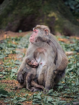 Japanese snow monkey mother with its baby sitting in the grass