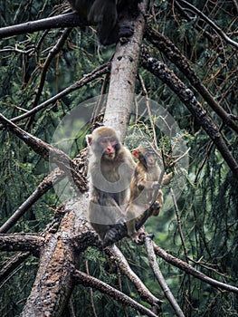 Japanese snow monkey mother with its baby sitting on a tree