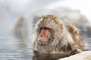 Japanese snow monkeys