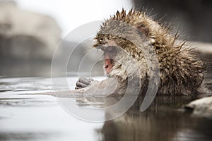 Japanese snow monkeys