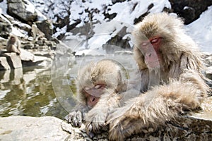 Japanese snow monkeys