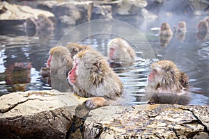 Japanese Snow Monkeys