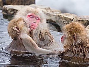 Japanese Snow Monkeys photo