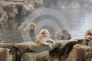 Japanese snow monkeys grooming in hot pool