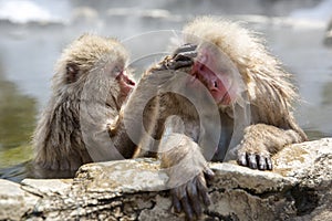 Japanese snow monkeys photo