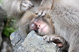 Relaxed japanese snow monkeys or japanese macaques photo