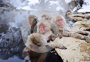 Giapponese la neve scimmie 
