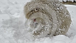 Japanese snow monkeys scavenging for food in the snow, Jigokudani, Nagano, Japan