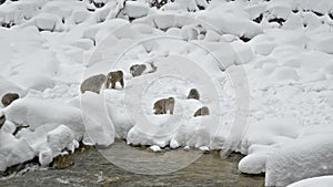 Japanese snow monkeys scavenging for food in the snow, Jigokudani, Nagano, Japan.