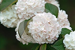 Japanese Snowball Flower - Viburnum plicatum photo