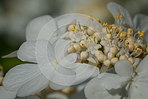 Japanese snowball, Viburnum plicatum photo