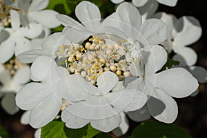 Japanese snowball, Viburnum plicatum photo