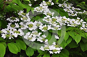 Japanese snowball Viburnum plicatum photo