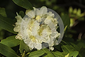 Japanese Snowbell in bloom photo