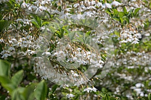 Japanese snowbell Styrax japonicus Fragrant Fountain, abundance of white flowers photo