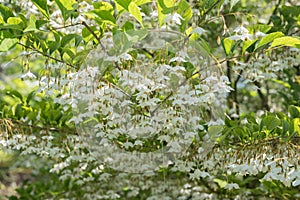 Japanese snowbell Styrax japonicus Fragrant Fountain, white flower photo