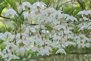 Japanese snowbell Styrax japonicus Fragrant Fountain, pending white flowers photo