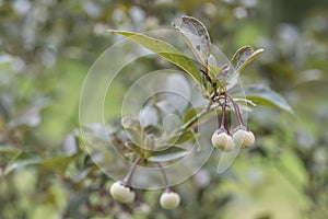 Japanese Styrax japonicus Pink Snowbell, bronze-green foliage and young fruit photo