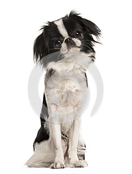 Japanese Spaniel