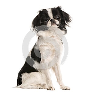 Japanese Spaniel