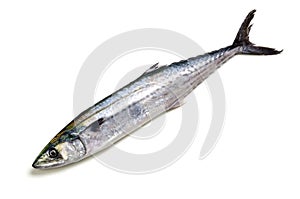 Japanese spanish mackerel