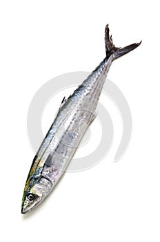 Japanese spanish mackerel