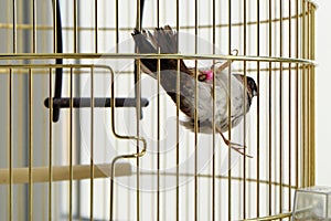 Japanese sparrow in a cage