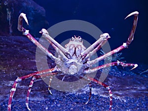 Japanese spider crab