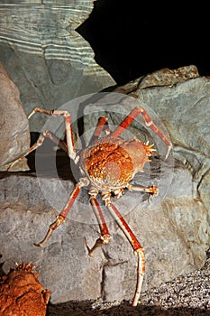 JAPANESE SPIDER CRAB OR GIANT SPIDER CRAB macrocheira kaempferi, ADULT ON ROCK photo