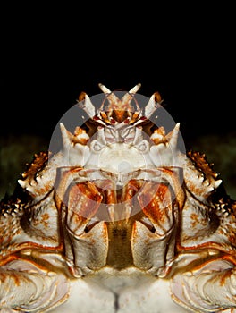 Japanese Spider Crab or Giant Spider Crab, macrocheira kaempferi, Adult, Close-up of Head, Underside View photo