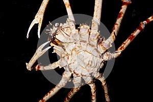Japanese Spider Crab or Giant Spider Crab, macrocheira kaempferi, Adult, Underside View photo