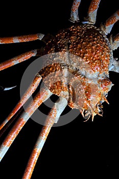 Japanese Spider Crab isolated on black