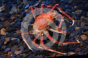 Japanese spider crab Macrocheira kaempferi photo