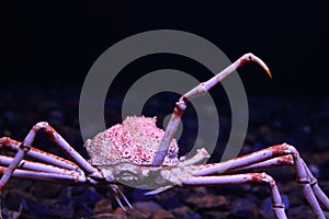 Japanese spider crab
