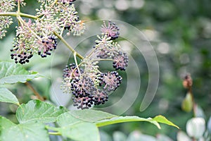 Japanese Spikenard, Aralia cordata, black drupes