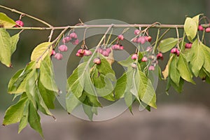 Japanese spindle Euonymus japonicus.