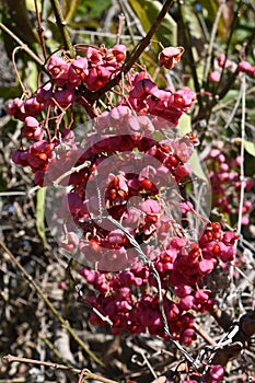 Japanese spindle tree berries.