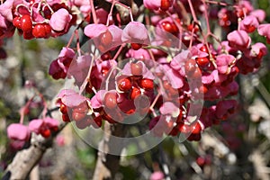 Japanese spindle tree berries.