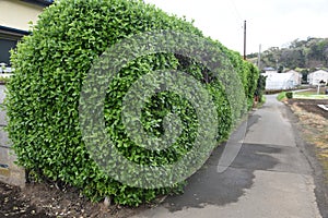 Japanese spindle tree