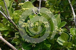 Japanese spindle tree Euonymus japonica