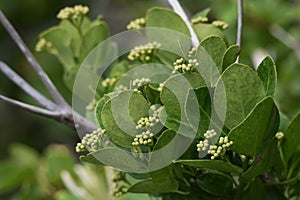 Japanese spindle tree Euonymus japonica