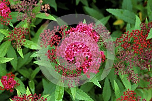 Japanese Spirea  58333