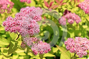 Japanese spirea or Korean, is a plant in the family Rosaceae. Synonyms of the name of the species Spiraea bumalda. photo