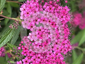 Japanese Spirea, Spiraea japonica, Japanese meadowsweet