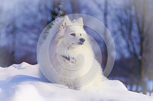 Japanese Spitz