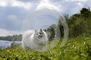 Japanese Spitz