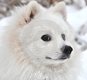 Japanese spitz