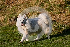 Japanese Spitz dog