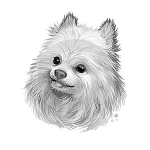 Japanese Spitz dog digital art illustration isolated on white background. Japan origin utility non-sporting northern breed dog.